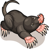 Star Nosed Mole Tiny Zoo Wiki Fandom