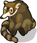 Coati