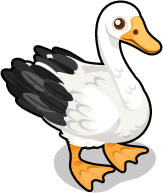 Snow Goose