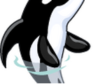 Orca