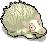 Albino Hedgehog