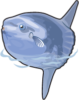 Ocean Sunfish, Tiny Zoo Wiki