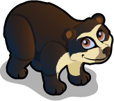 Spectacled Bear