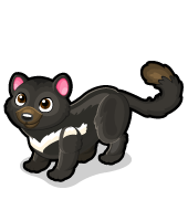 Tasmanian Devil Cat