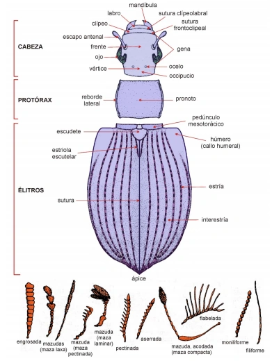 diagrama de ojo de insecto