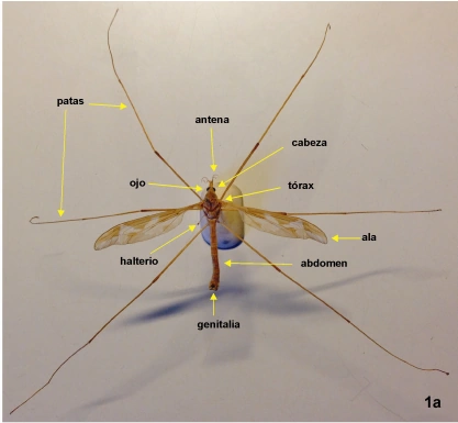 diagrama de ojo de insecto