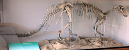 Esqueleto de tenontosaurus