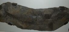 Restos fosiles de cladoselache