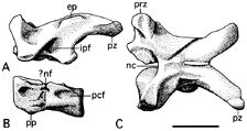 Huesos de microvenator