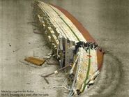 Britannic wreck in 1916.jpg (80 KB) Britannic wreck in 1916