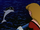 The Dolphins