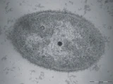 Halomonas titanicae