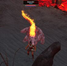Salamander TQ.jpg
