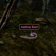 Aestivus Root