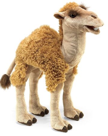 Hump day camel birthday