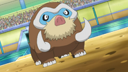 Swinub → Piloswine → Mamoswine ♂