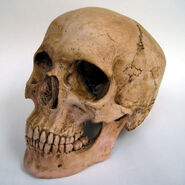 A replica of a human skull.