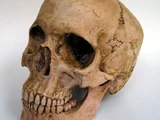 Hallowed Human Skull