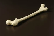 Upperlegbone.jpg (27 KB) Replica of a human bone.
