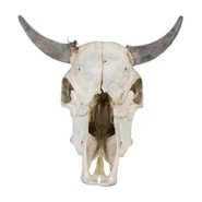 A cow's skull in real life.
