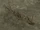 Level 5 Wooden Spikes.png