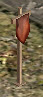 Rally Flag