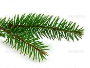 Pine branch.jpg (10 KB) A pine branch in real life.