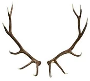 Antlers in real life.