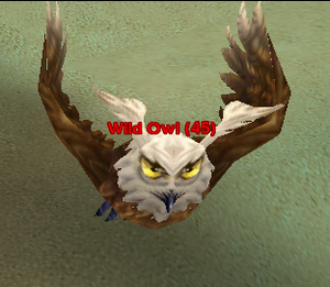 Wild Owl