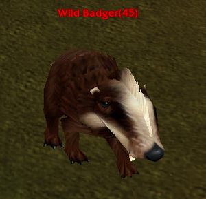 Wild Badger