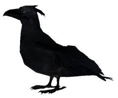 Crow