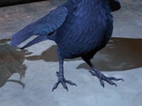 Crow