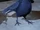 Crow