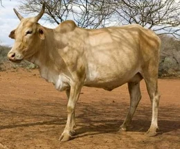 Bydło.jpg (76 KB) Bydło domowe - rzeczywistość