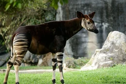 Okapi.jpg (236 KB) Okapi - rzeczywistość