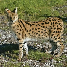 Serval
