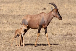 Damaliscus topi.jpg (5,31 MB) Sasebi właściwy - rzeczywistość