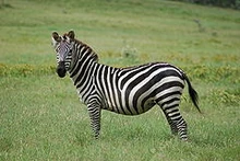 Zebra