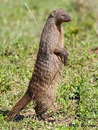 Mungos mungo.jpg (85 KB) Mangusta pręgowana - rzeczywistość