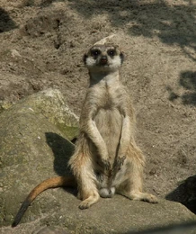 Surykatka.jpg (146 KB) Surykatka szara - rzeczywistość