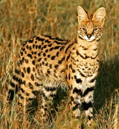 Leptailurus serval.png (5,19 MB) Serwal sawannowy - rzeczywistość