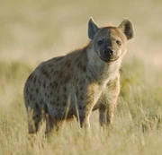 2011-Spotted Hyena