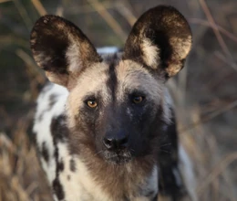 Likaon.png (655 KB) Likaon pstry - rzeczywistość