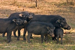 Dzikacze leśne.png (988 KB) Dzikacze leśne - rzeczywistość