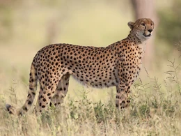 Acinonyx jubatus.png (910 KB) Gepard grzywiasty - rzeczywistość
