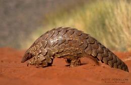 Łuskowiec stepowy.jpg (585 KB) Łuskowiec stepowy - rzeczywistość