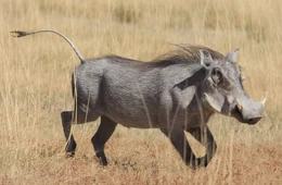 Guziec.jpg (242 KB) Guziec zwyczajny - rzeczywistość