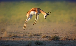 Skocznik antylopi.jpg (1,16 MB) Skocznik antylopi - rzeczywistość