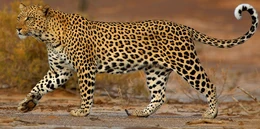 Panthera pardus.png (785 KB) Lampart plamisty - rzeczywistość