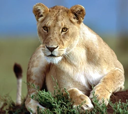 Panthera leo samica.png (3,43 MB) Lew afrykański, samica - rzeczywistość